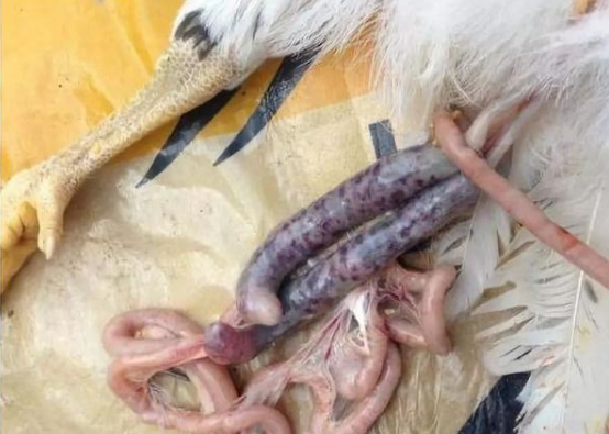 QQ圖片20260311102308.png QQ圖片20260311102308.png