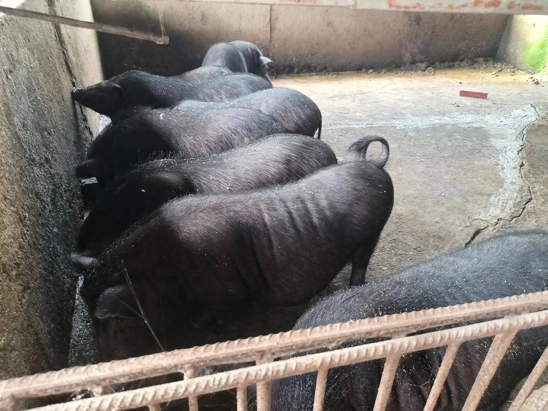 923061f4aea65c39359bf1332c1189db_720.jpeg 923061f4aea65c39359bf1332c1189db_720.jpeg