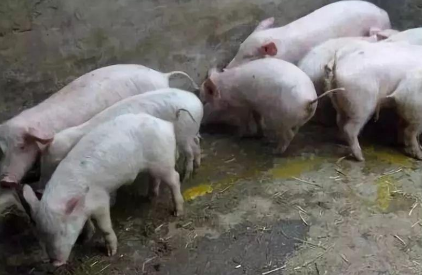 QQ圖片20260318093837.png QQ圖片20260318093837.png