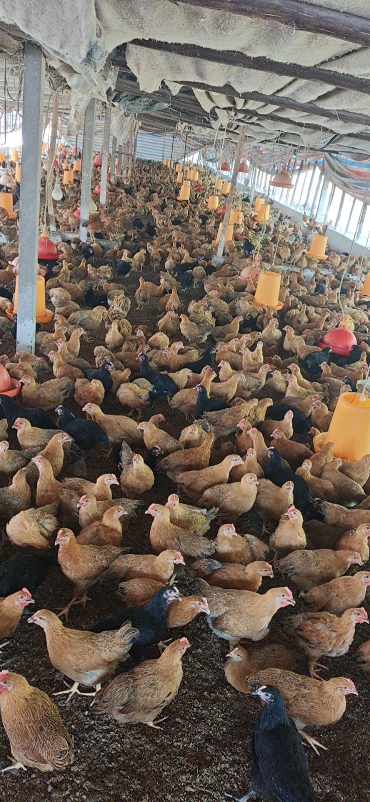 70f57e8d3df37d47a8d8160966d23dfa_17738021778140257.jpg 70f57e8d3df37d47a8d8160966d23dfa_17738021778140257.jpg