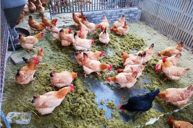 截圖20260320100009.png 截圖20260320100009.png