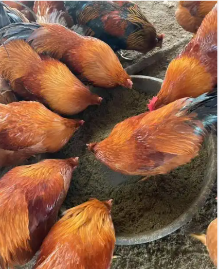 截圖20260320100208.png 截圖20260320100208.png