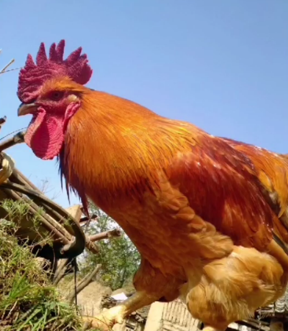 FB031C09164A2A3C1ED631134020BB92.png FB031C09164A2A3C1ED631134020BB92.png