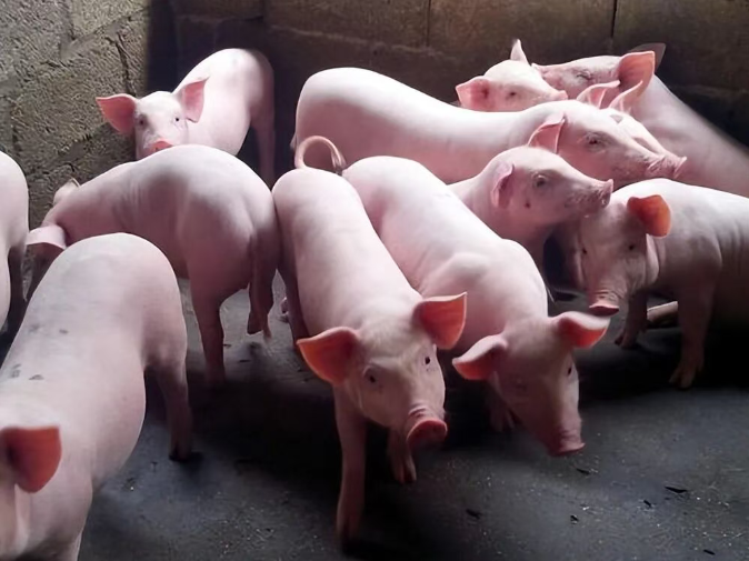 截圖20260326091528.png 截圖20260326091528.png