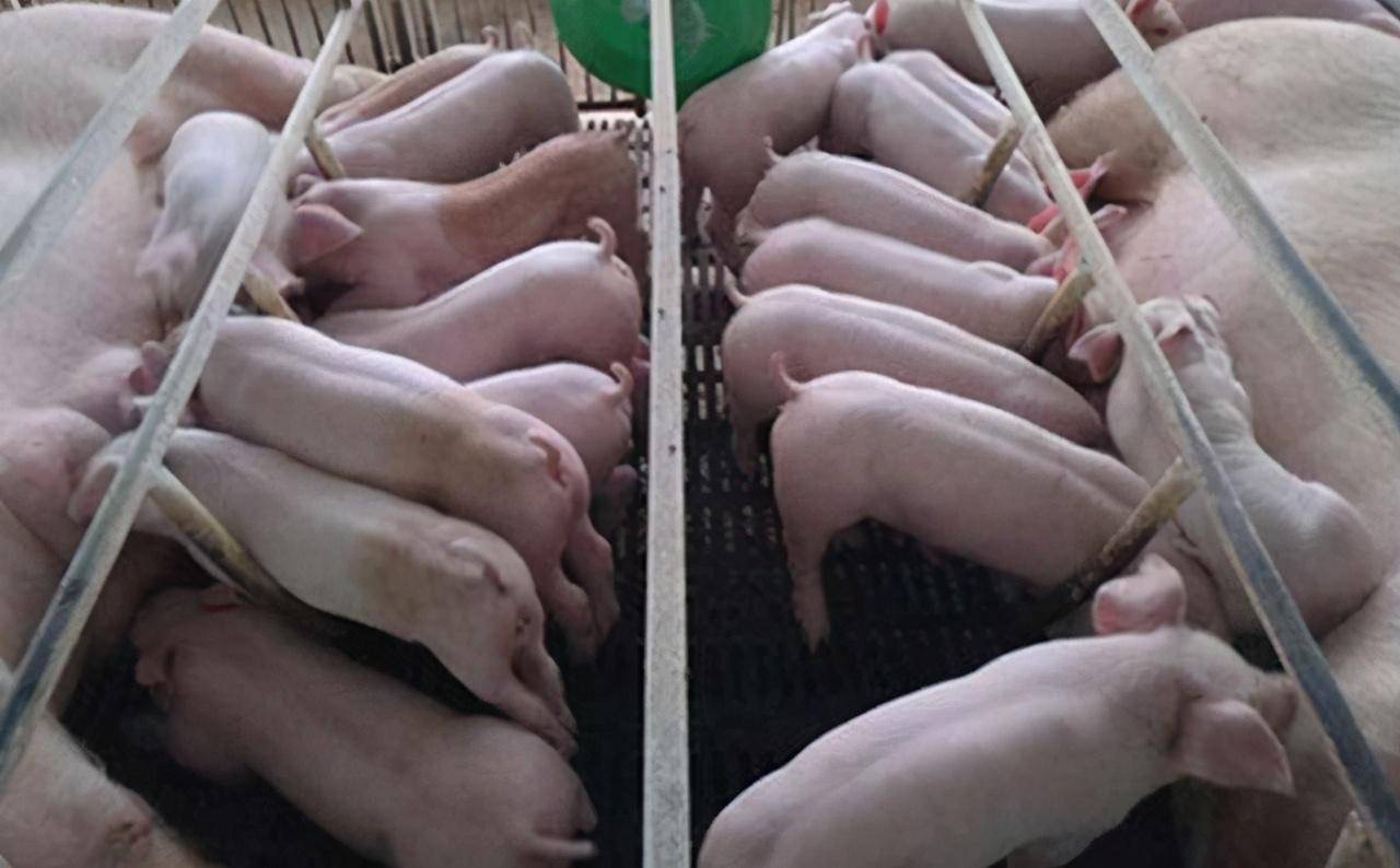 1721268489109916.jpg 1721268489109916.jpg