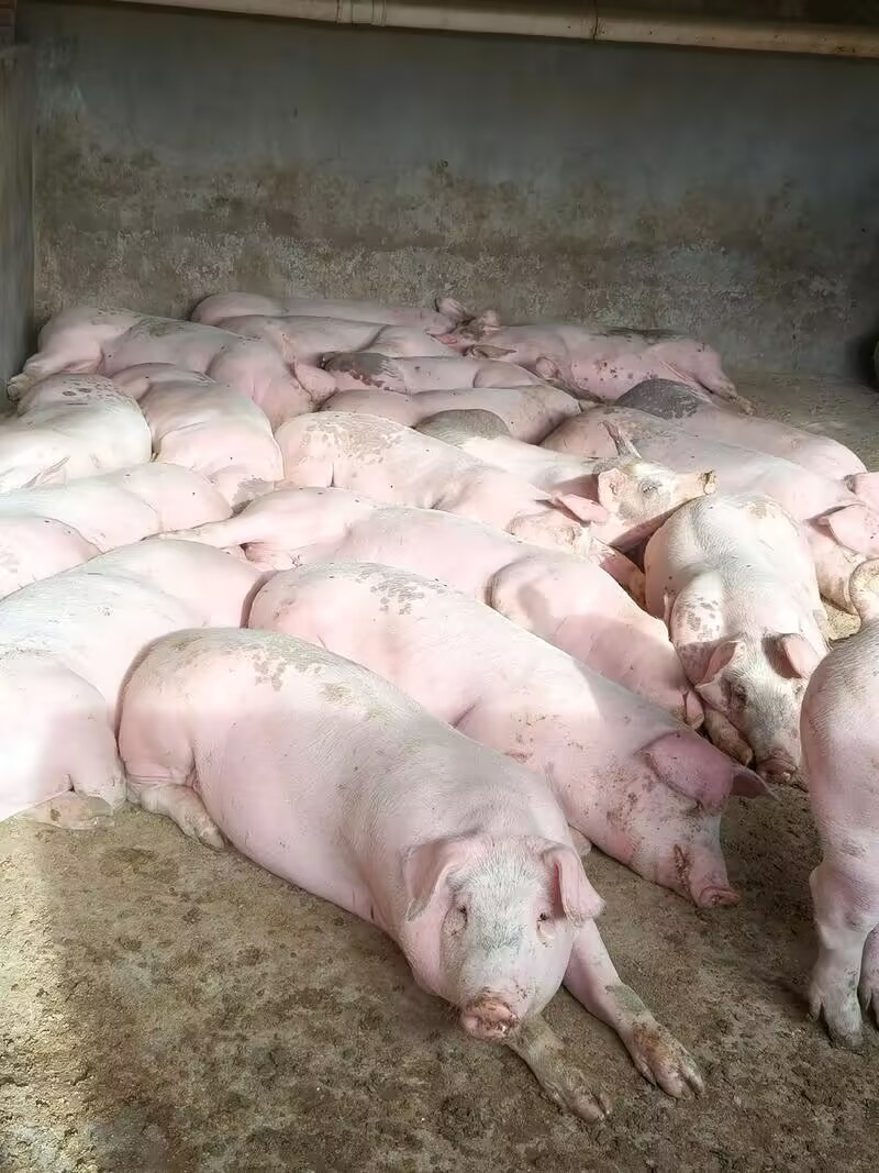 7614570c6f6c76bbd093b362034ea689_720.jpeg 7614570c6f6c76bbd093b362034ea689_720.jpeg