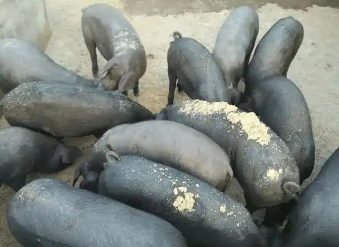 85b51ac6e396ce77880a1a606a5db933.jpg 85b51ac6e396ce77880a1a606a5db933.jpg